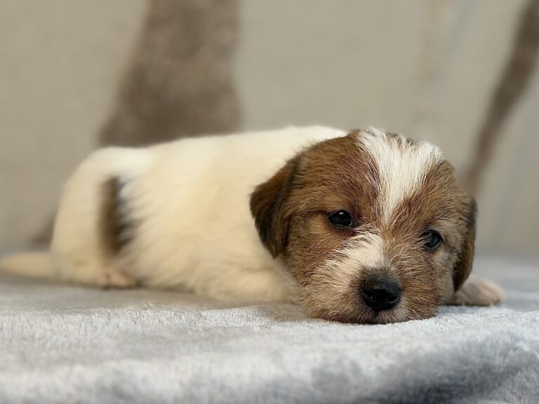 suczka Jack Russell terrier szorstkowłosa