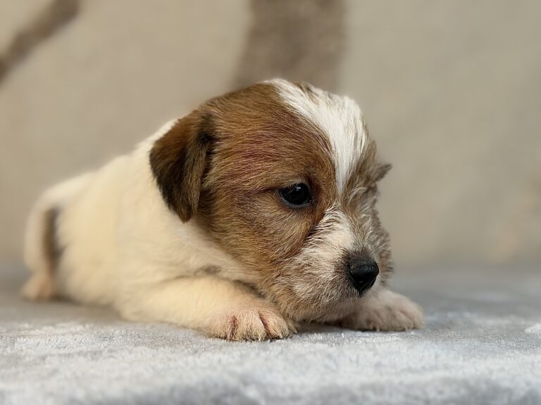 suczka Jack Russell terrier szorstkowłosa