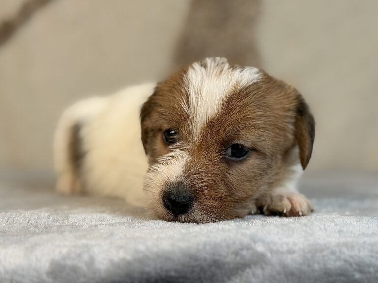 suczka Jack Russell terrier szorstkowłosa