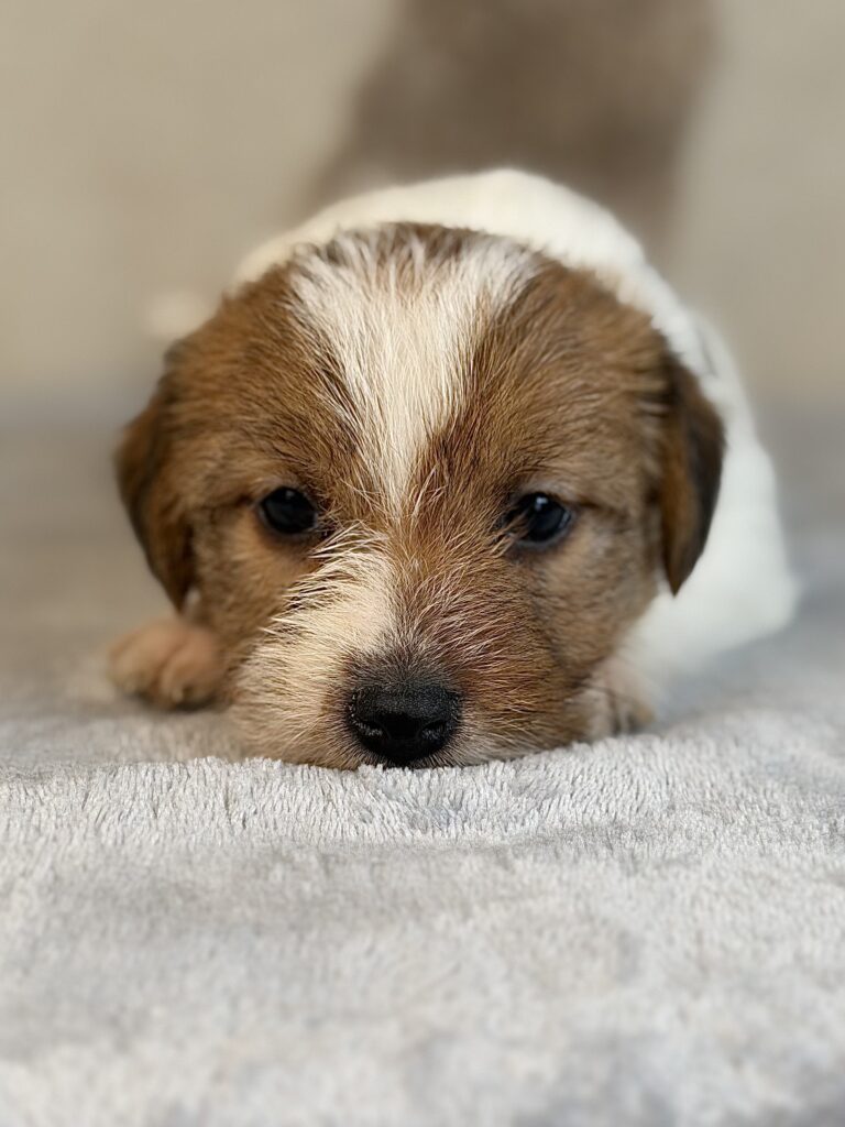 suczka Jack Russell terrier szorstkowłosa