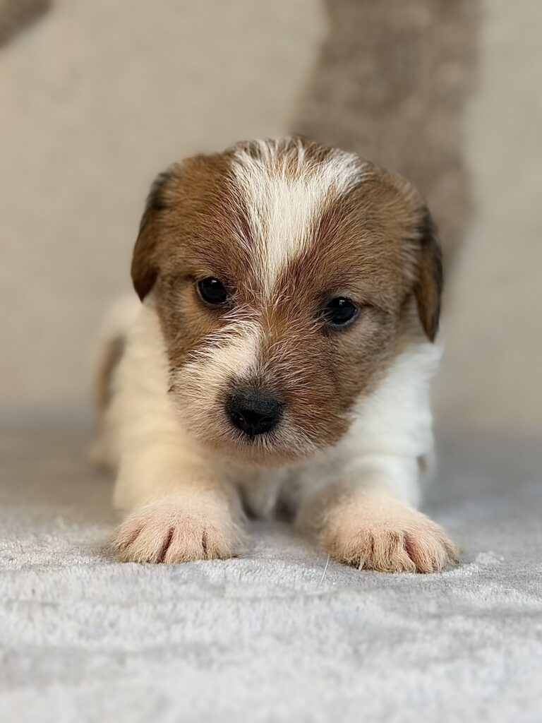 suczka Jack Russell terrier szorstkowłosa