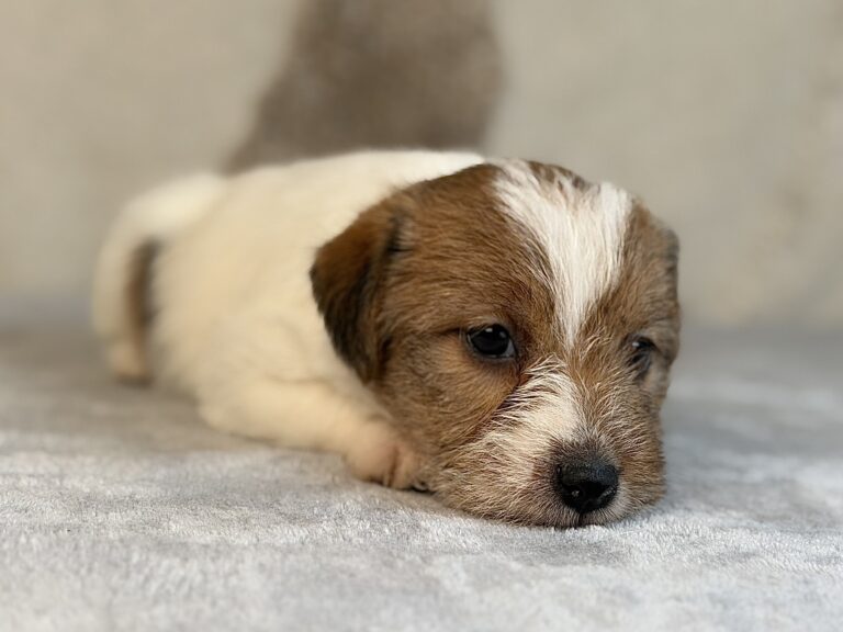 suczka Jack Russell terrier szorstkowłosa