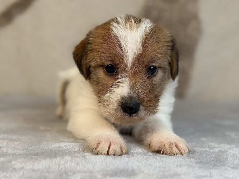 suczka Jack Russell terrier szorstkowłosa