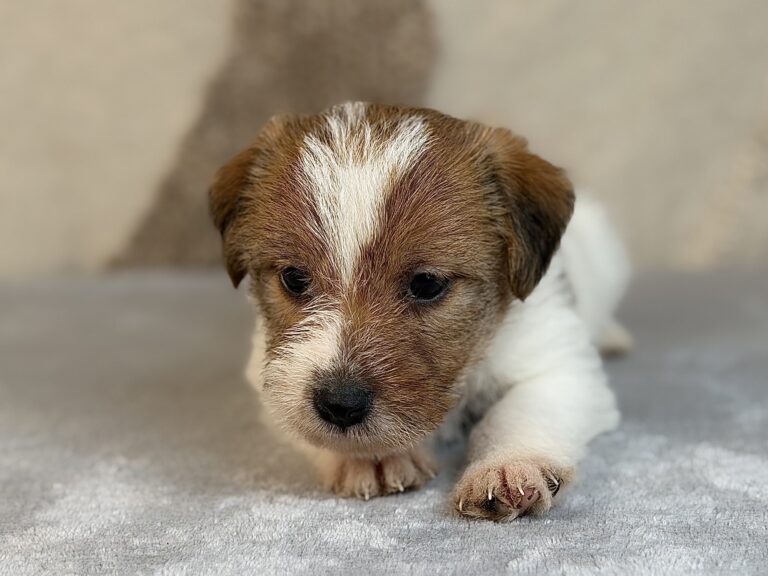 suczka Jack Russell terrier szorstkowłosa