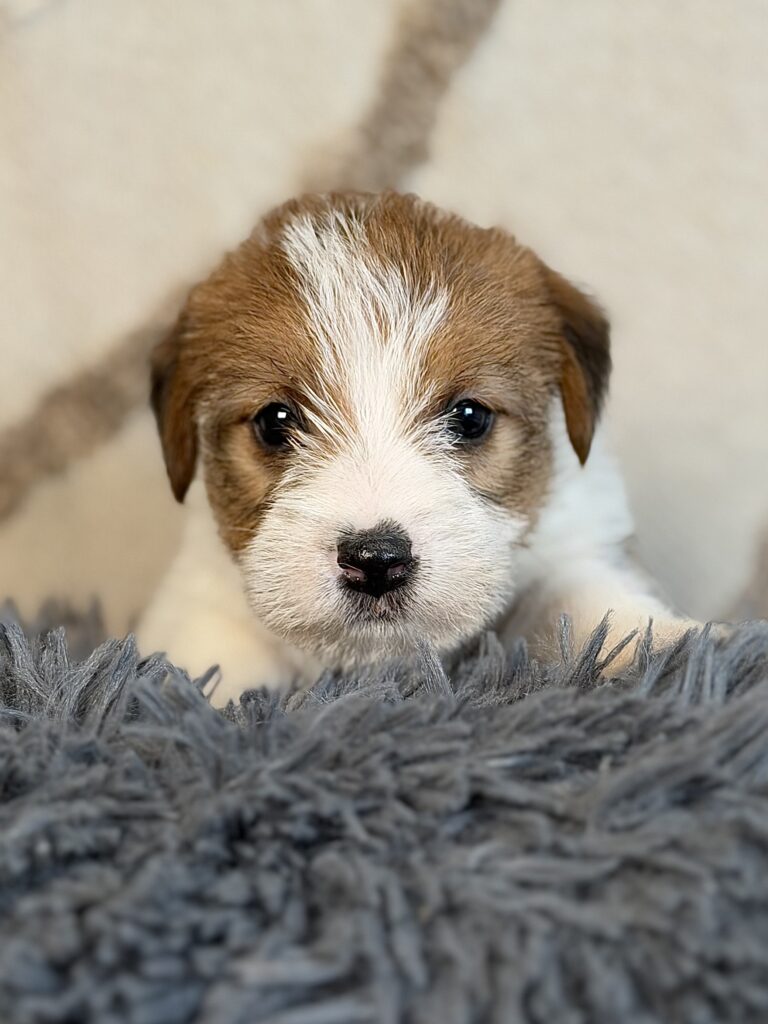 suczka Jack Russell terrier szorstkowłos