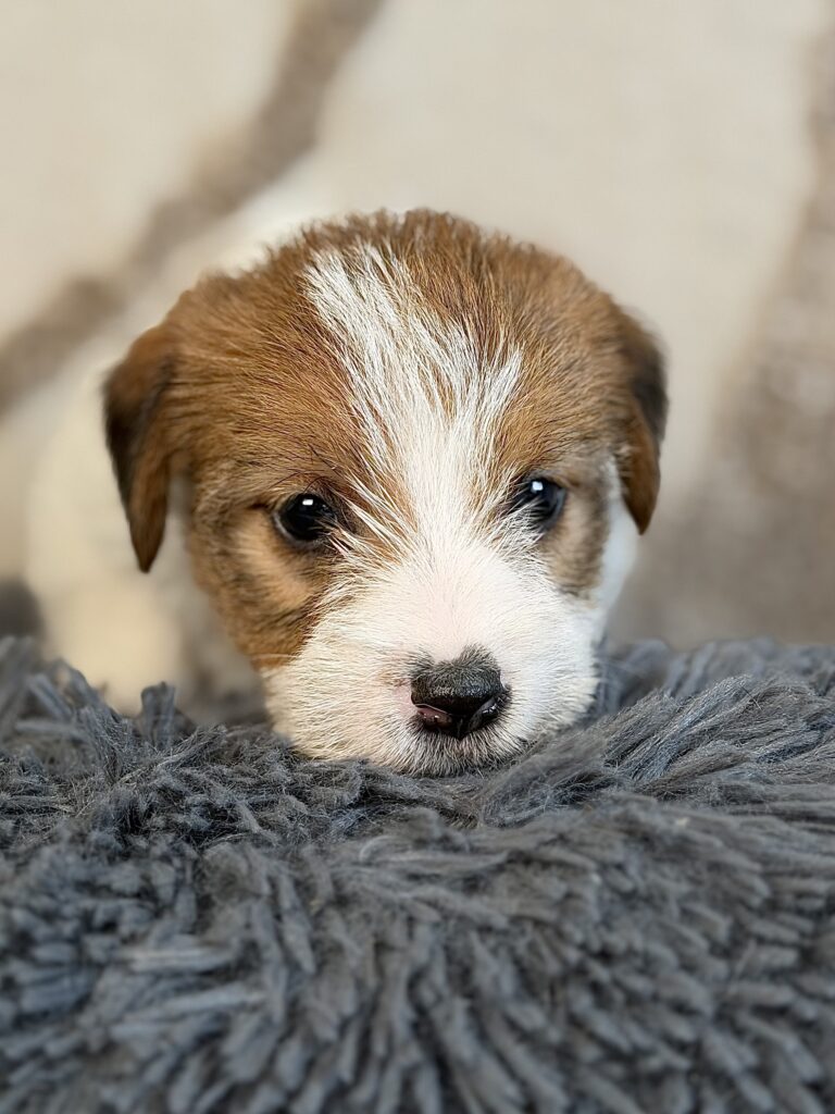 suczka Jack Russell terrier szorstkowłos