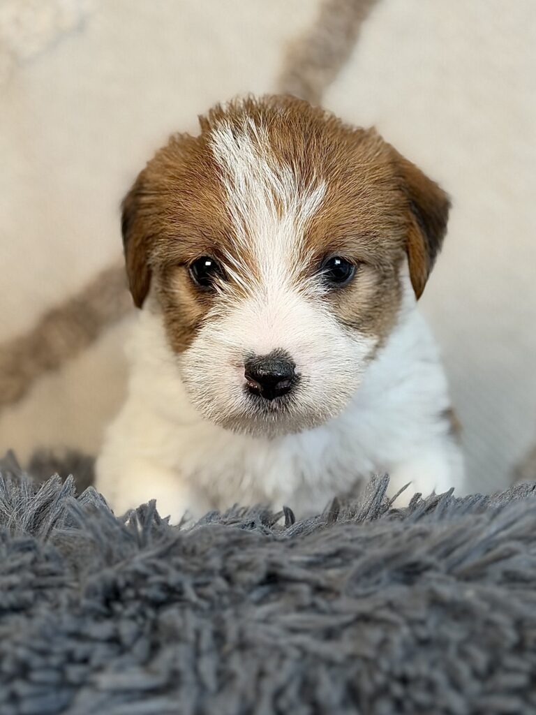 suczka Jack Russell terrier szorstkowłosa