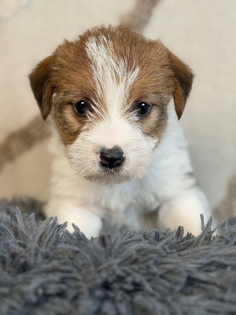 suczka Jack Russell terrier szorstkowłosa