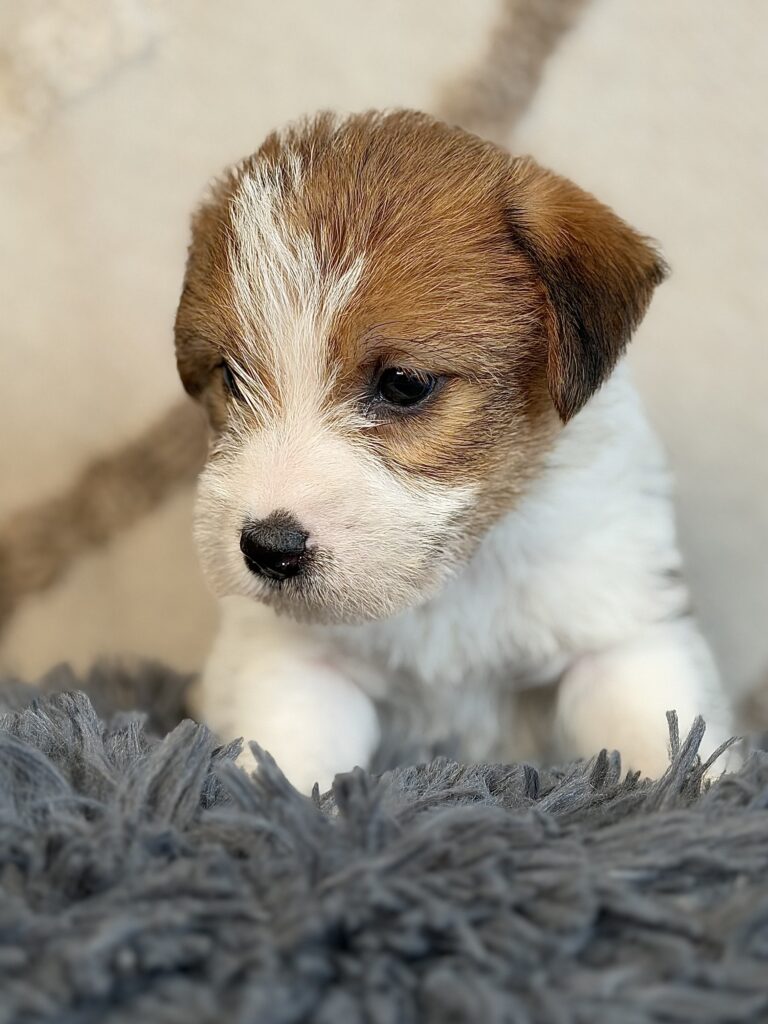 suczka Jack Russell terrier szorstkowłosa