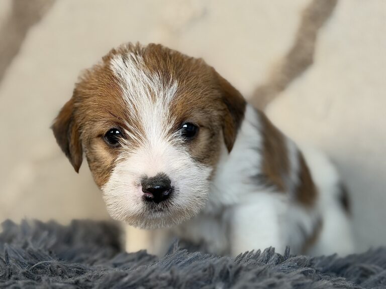 suczka Jack Russell terrier szorstkowłosa