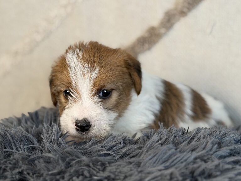 suczka Jack Russell terrier szorstkowłosa