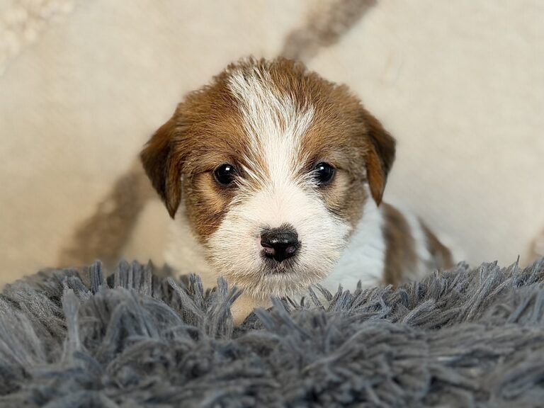 suczka Jack Russell terrier szorstkowłosa