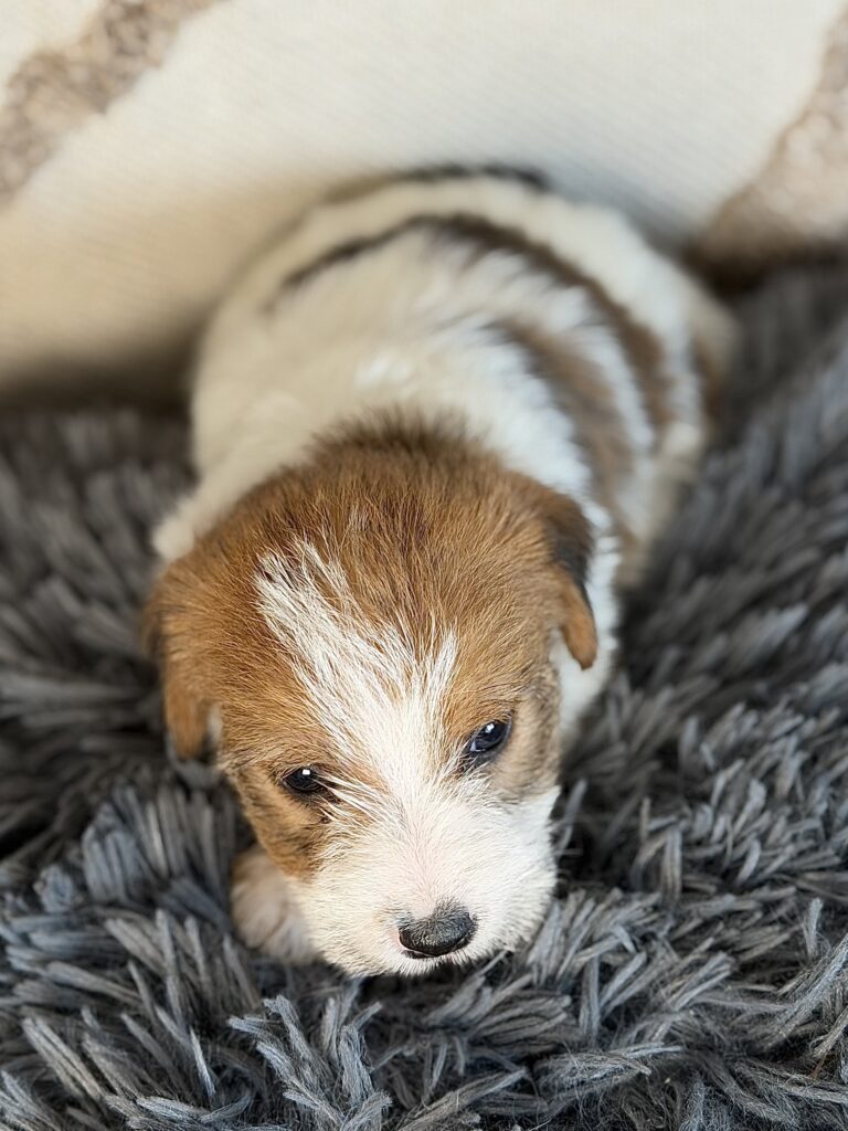 suczka Jack Russell terrier szorstkowłosa