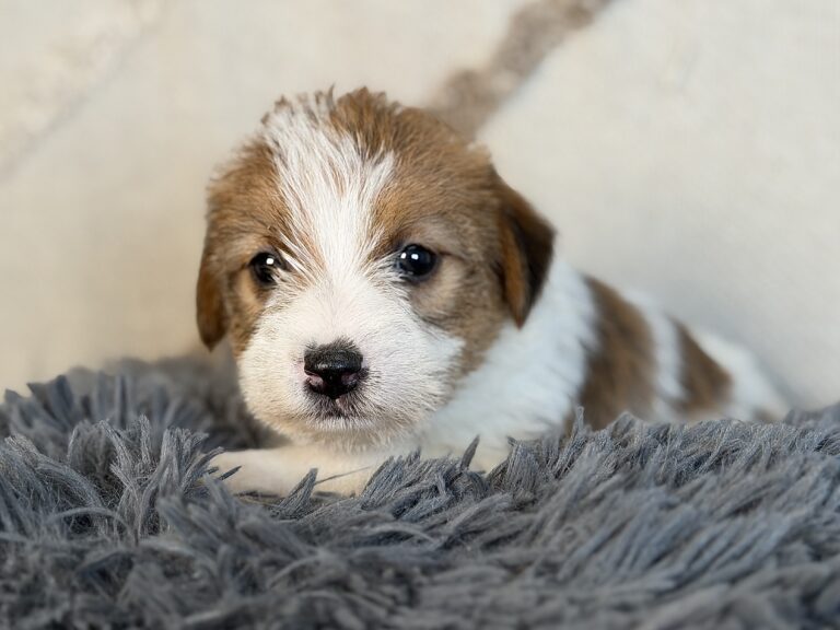 suczka Jack Russell terrier szorstkowłosa