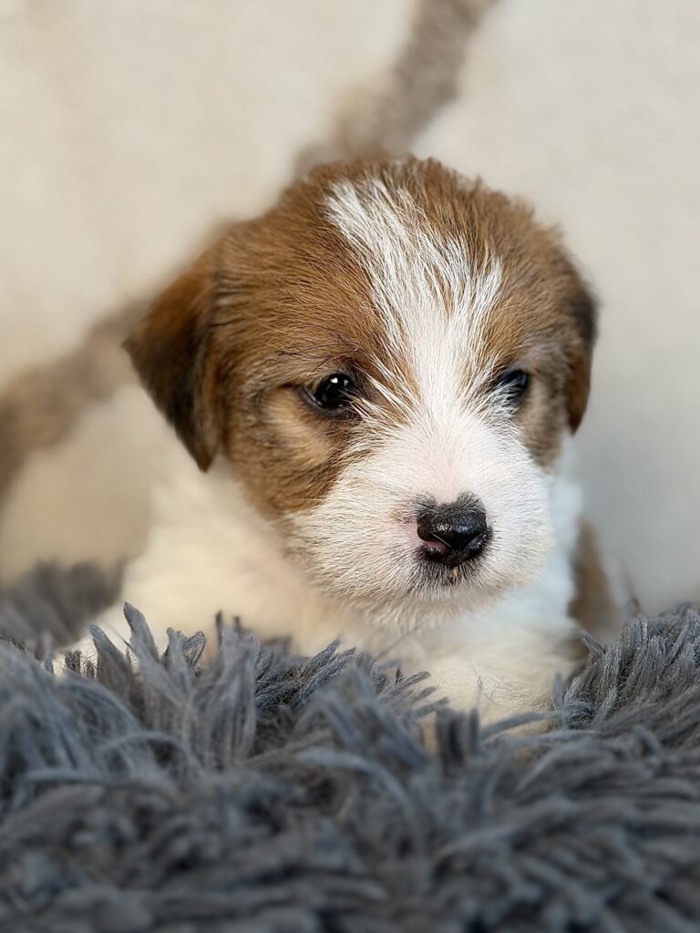 suczka Jack Russell terrier szorstkowłosa