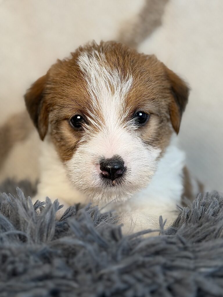 suczka Jack Russell terrier szorstkowłosa