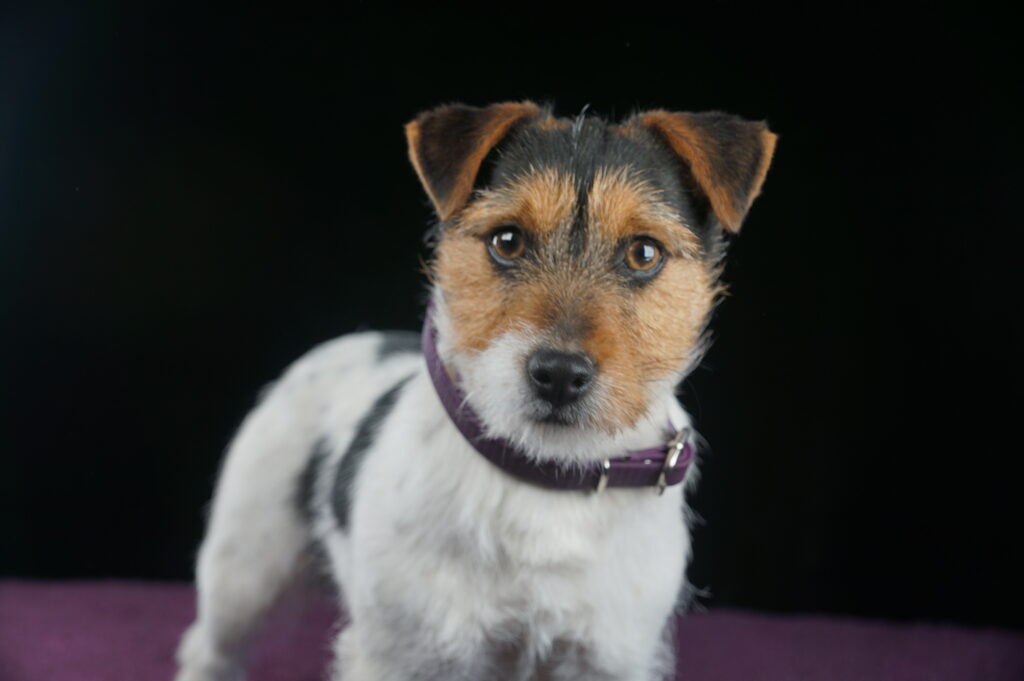 jack russell terrier tricolor wlos złamany