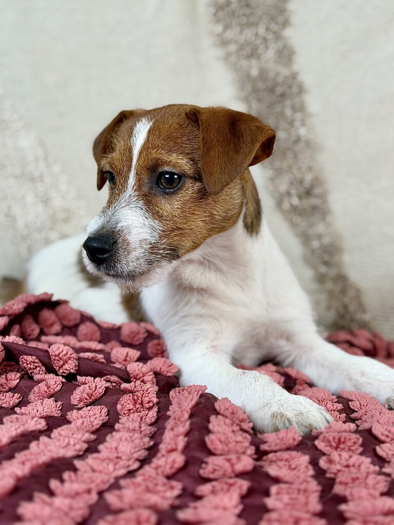 jack russell terrier szorstkowlosy