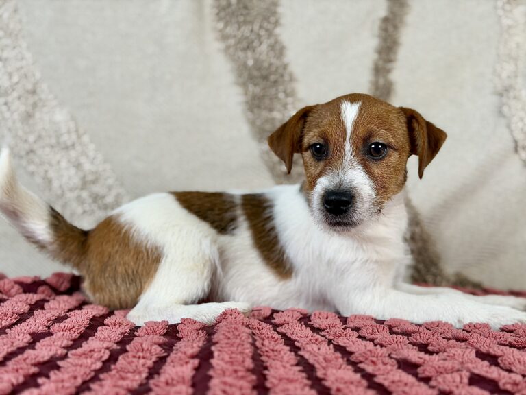 jack russell terrier szorstkowlosy