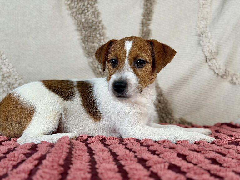 jack russell terrier szorstkowlosy