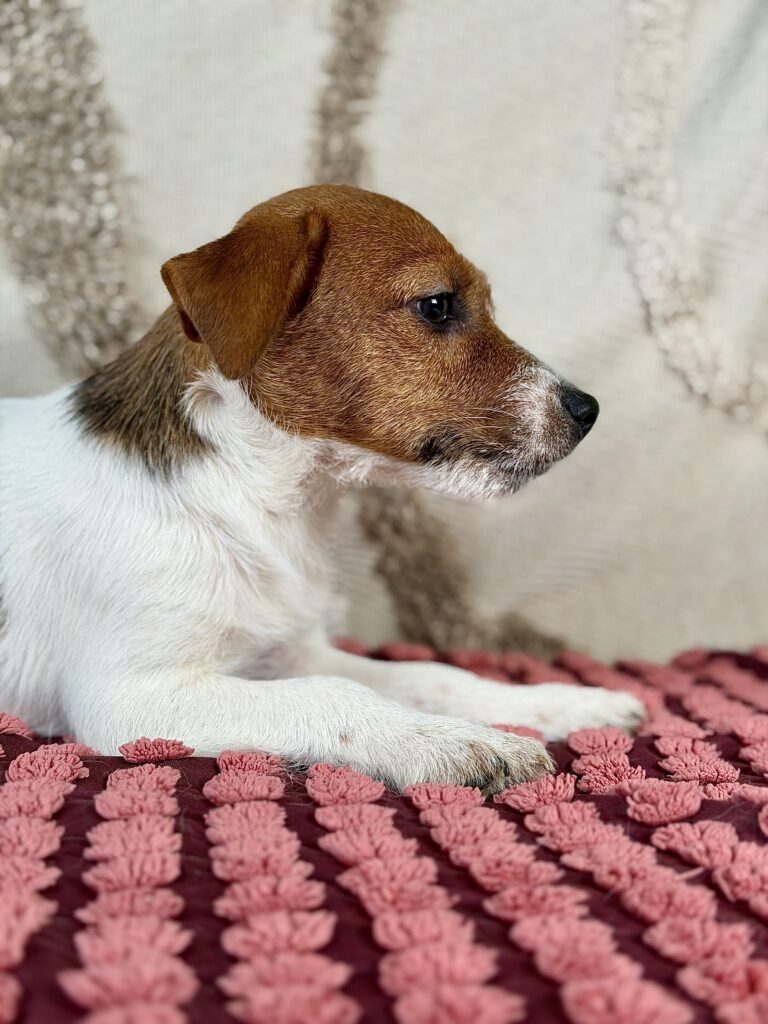jack russell terrier szorstkowlosy