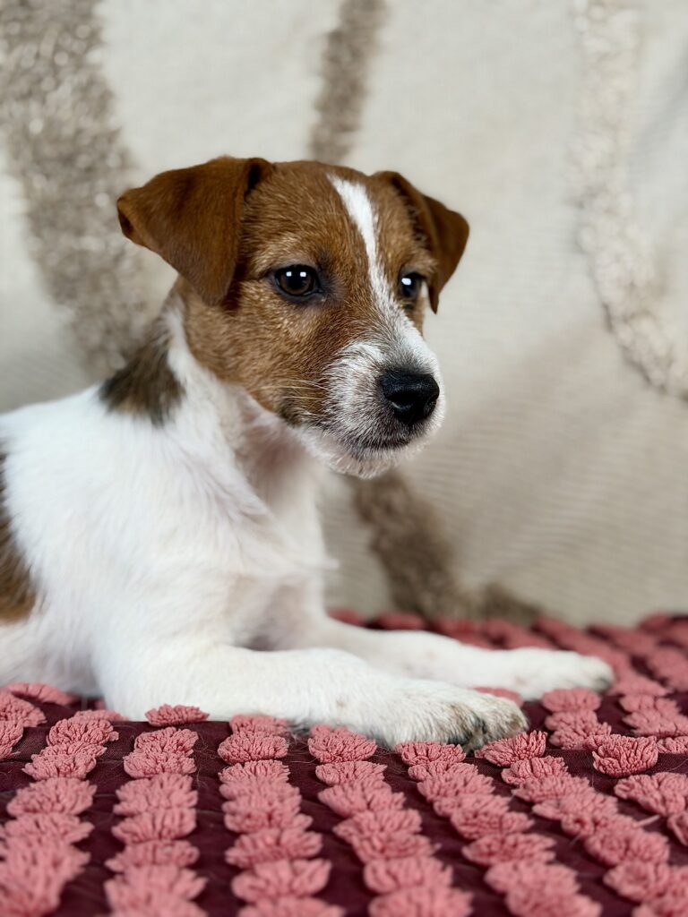 jack russell terrier szorstkowlosy