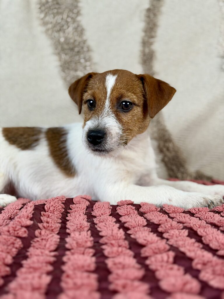 jack russell terrier szorstkowlosy