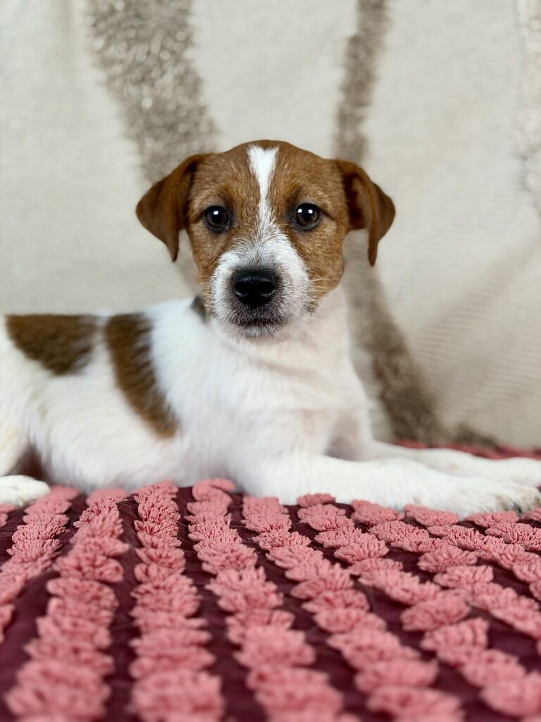jack russell terrier szorstkowlosy