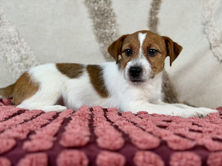 jack russell terrier szorstkowlosy
