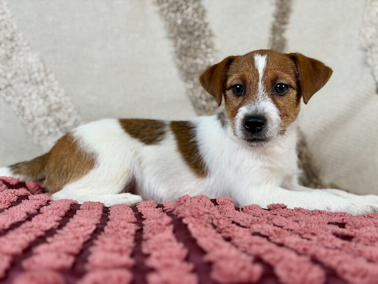 jack russell terrier szorstkowlosy
