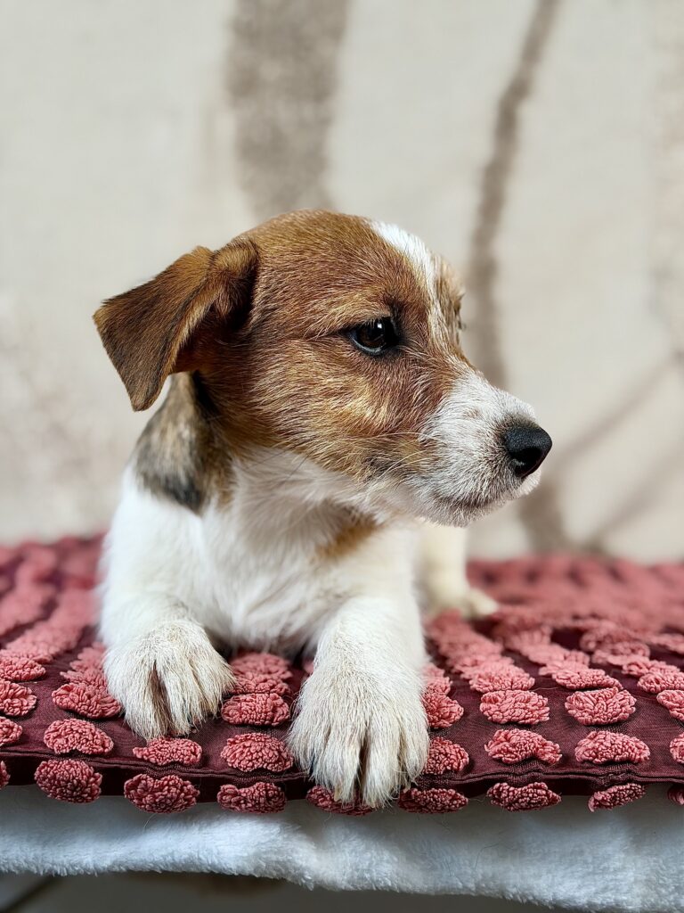 jack russell terrier szorstkowlosy