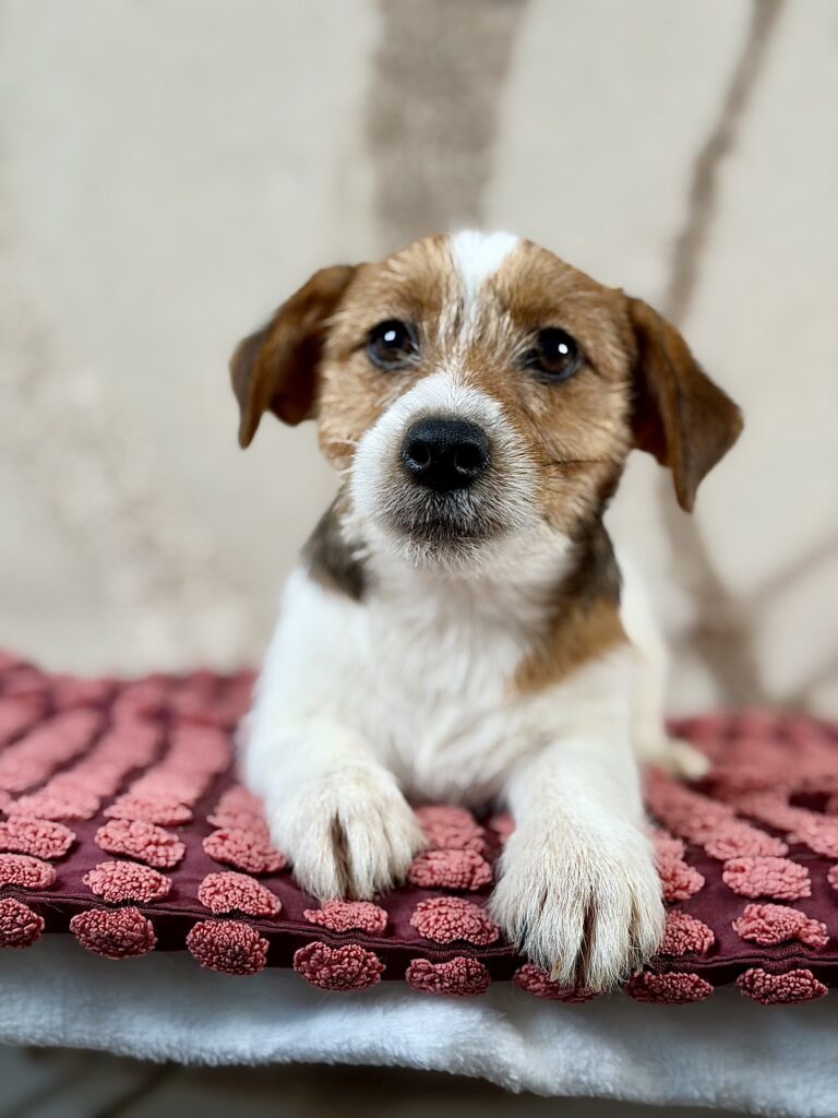 jack russell terrier szorstkowlosy