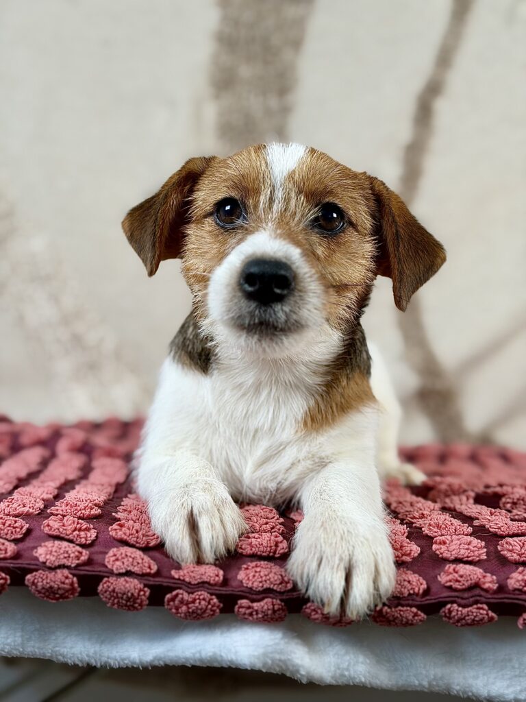 jack russell terrier szorstkowlosy
