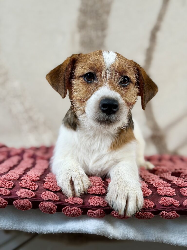 jack russell terrier szorstkowlosy