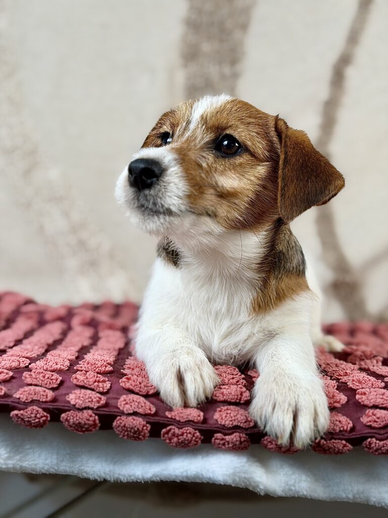 jack russell terrier szorstkowlosy