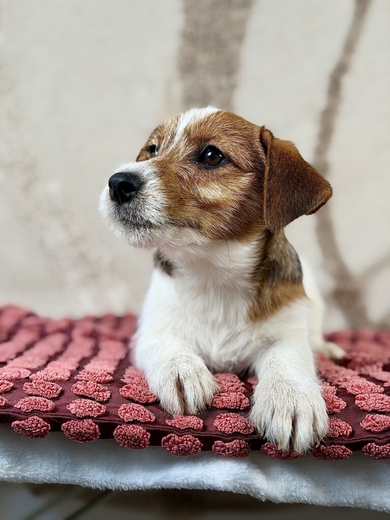 jack russell terrier szorstkowlosy