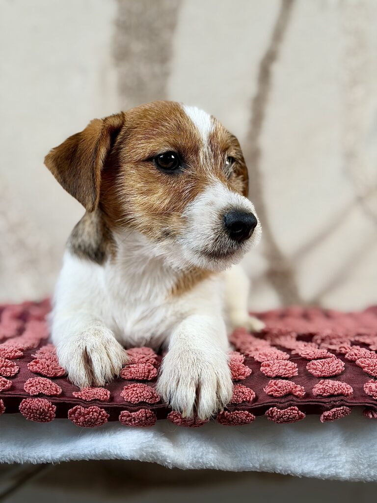 jack russell terrier szorstkowlosy