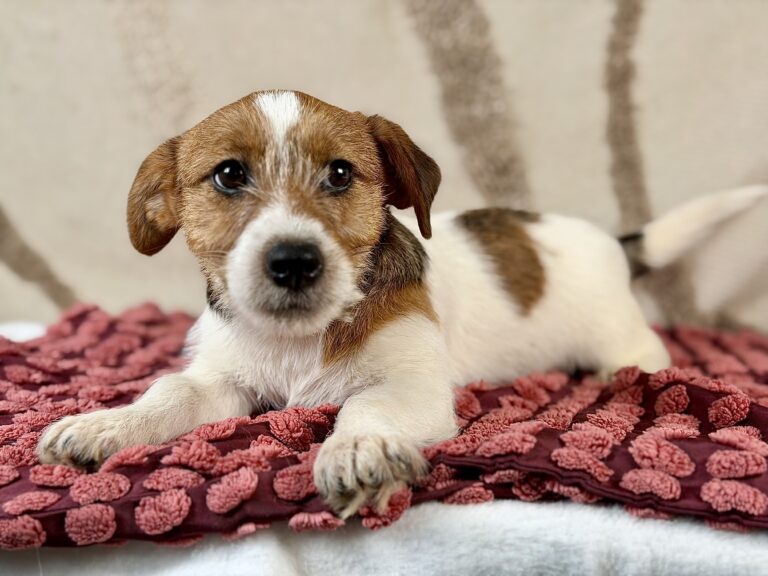 jack russell terrier szorstkowlosy