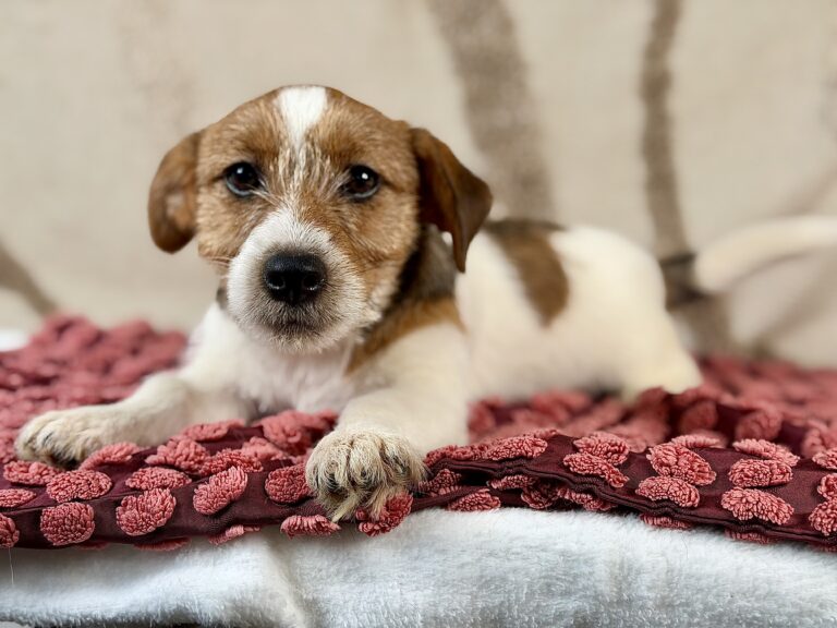 jack russell terrier szorstkowlosy