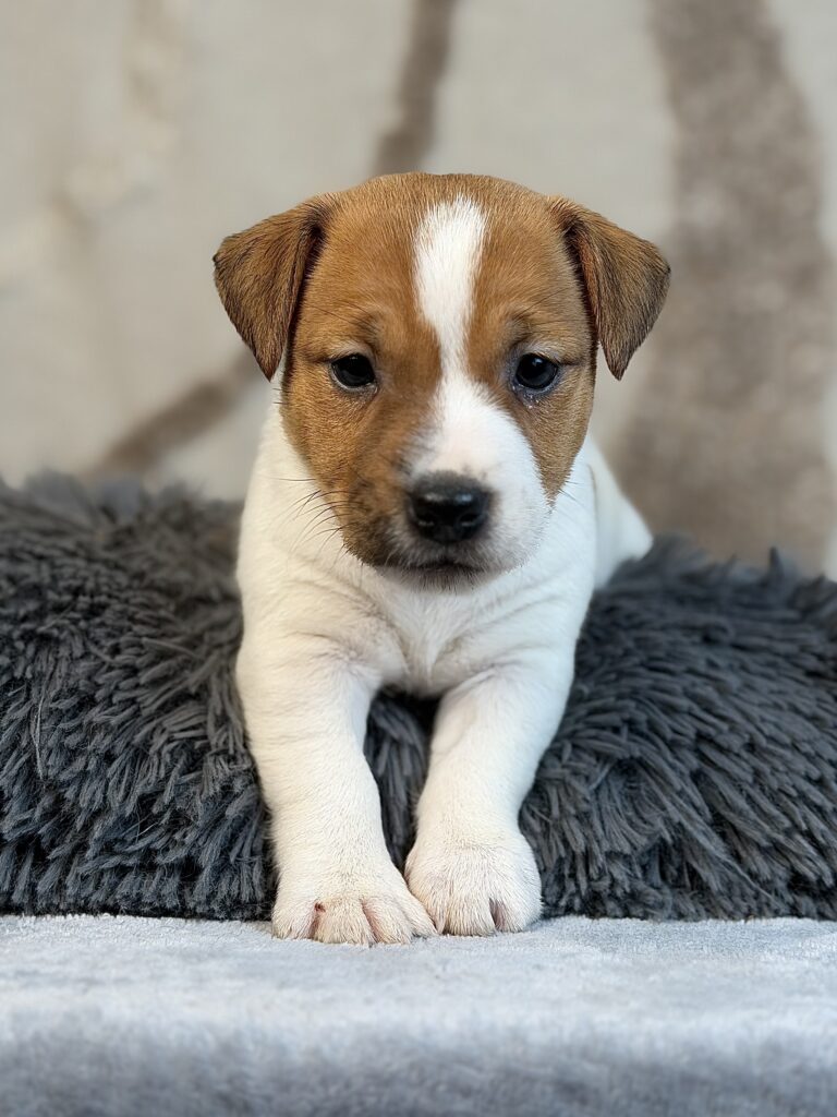 jack russell terrier