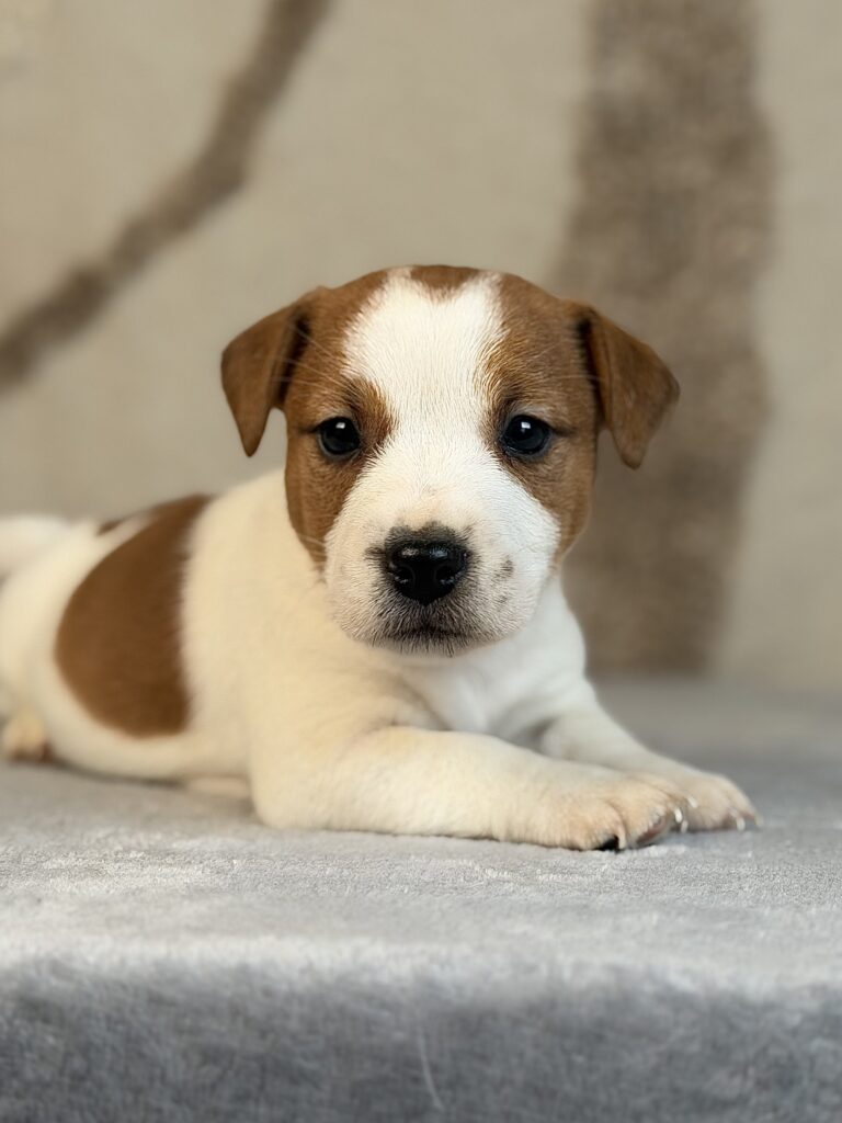 jack russell terrier
