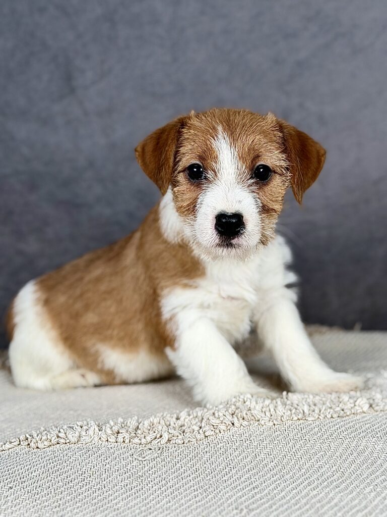 jack russell terrier