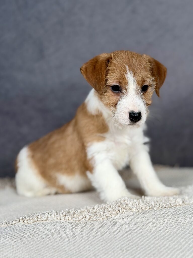 jack russell terrier