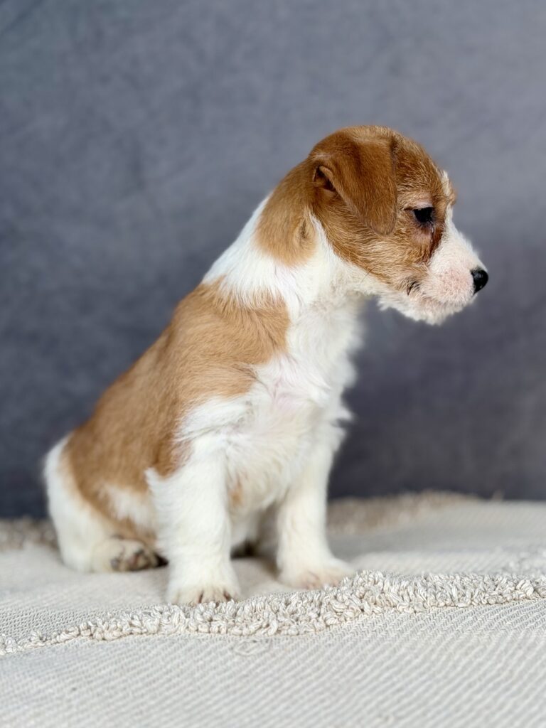 jack russell terrier