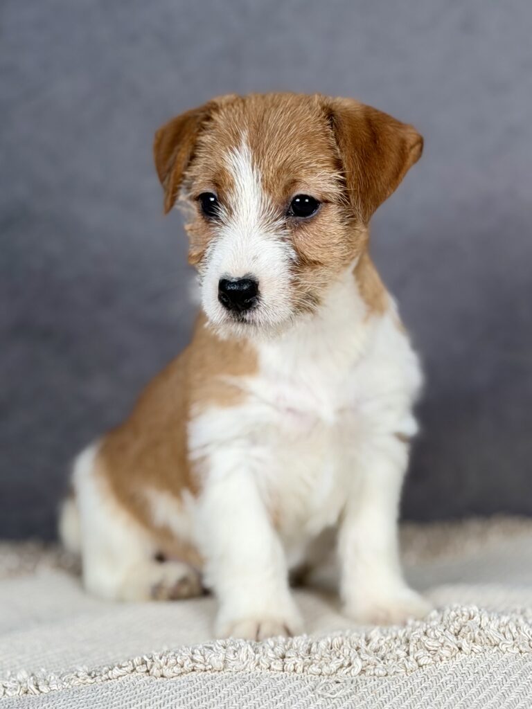 jack russell terrier
