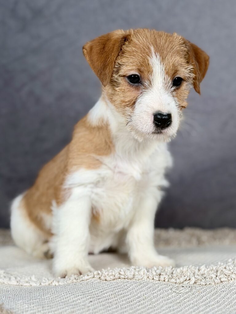 jack russell terrier