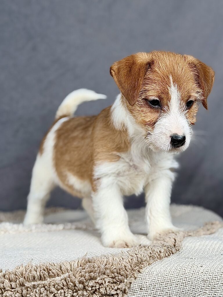 jack russell terrier