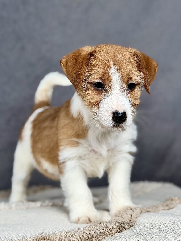 jack russell terrier