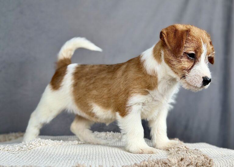 jack russell terrier