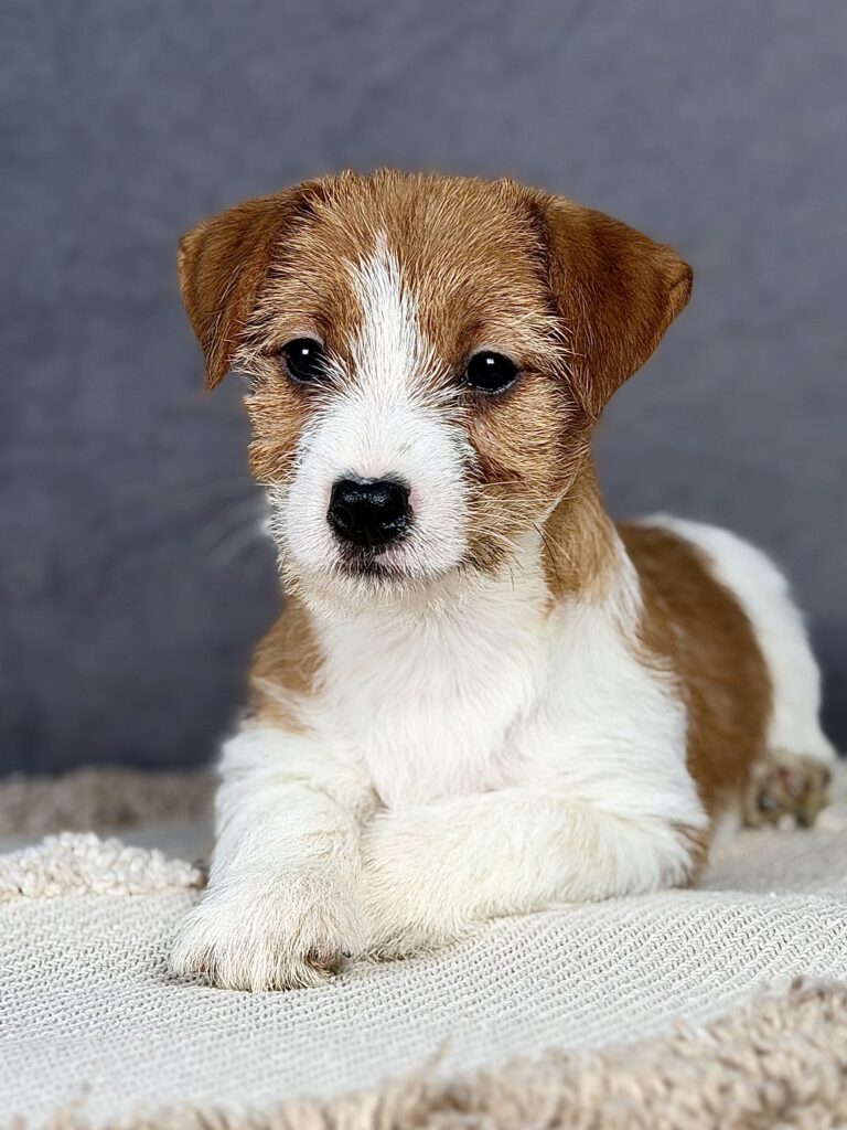 jack russell terrier